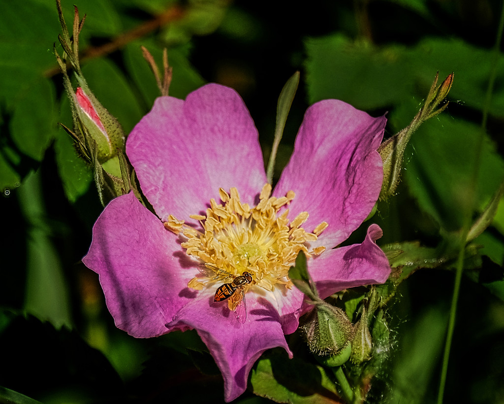 Wild Rose and Guest  by tosee