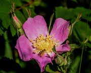 6th Jun 2019 - Wild Rose and Guest 