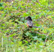 25th Apr 2019 - Rufus Sided Spotted Towhee