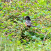 Rufus Sided Spotted Towhee by stephomy