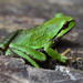 littlefrog by stephomy