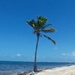 Lone Palm Tree by harbie