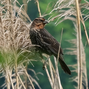 7th Jun 2019 - Some Sort Of Sparrow?? Or Female Red-Winged Blackbird?