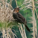 Some Sort Of Sparrow?? Or Female Red-Winged Blackbird? by lsquared
