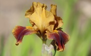 7th Jun 2019 - Irises Have Started To Bloom