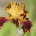 Irises Have Started To Bloom by paintdipper