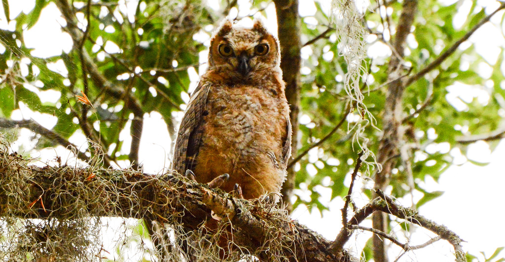 Great Horned Owl Baby Screeching for Mom! by rickster549