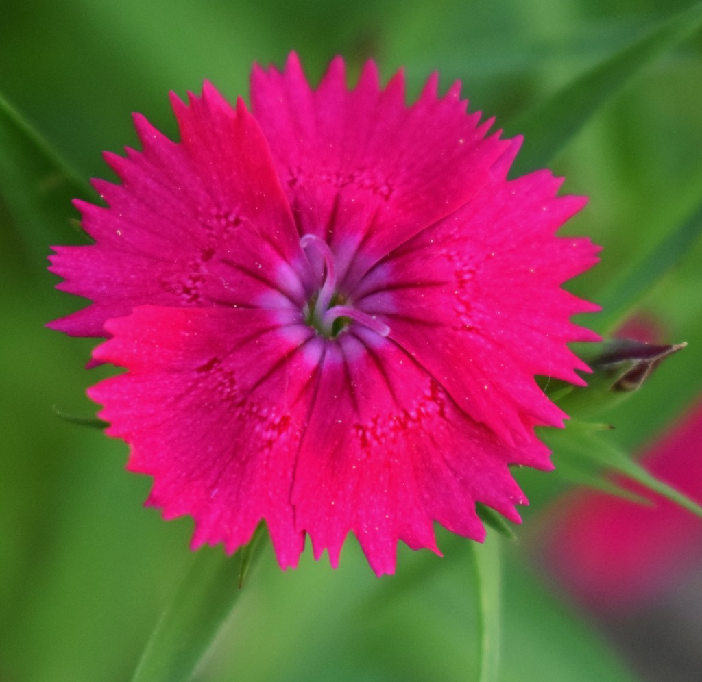 Dianthus by sandlily