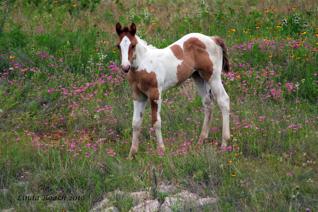 Newborn Foal in Wildflowers by grannysue