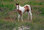 7th Jun 2019 - Newborn Foal in Wildflowers