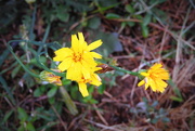 7th Jun 2019 - Knee-high Dandelions