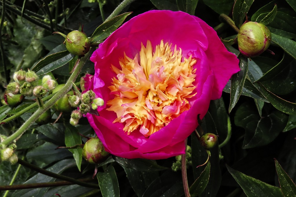 Chinese Peony by billyboy