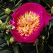 Chinese Peony by billyboy