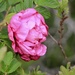 A Martha’s Vineyard Rose by jamibann