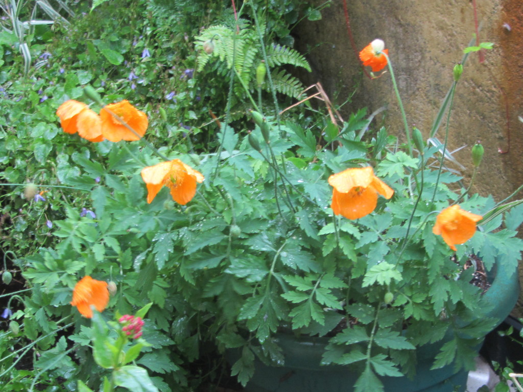 Rain drenched orange poppies. by grace55