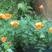 Rain drenched orange poppies. by grace55