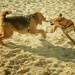 Doggy Beach Date by helenw2