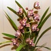 One Spike Of My Pink Cymbidium Orchid ~  by happysnaps
