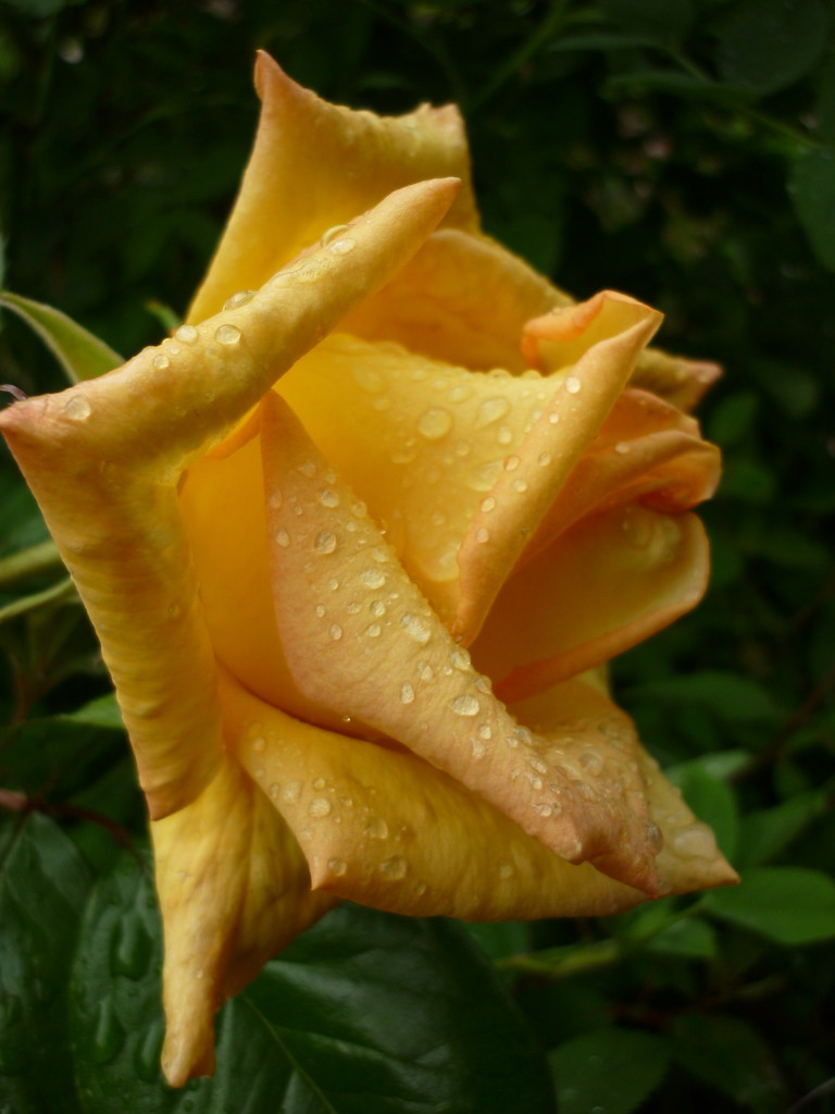 Rose (in the rain) by countrylassie