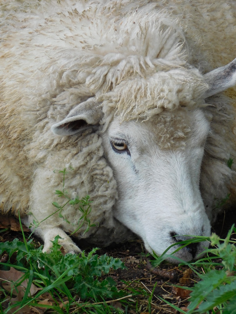  Sleepy Mrs Sheep by 365anne