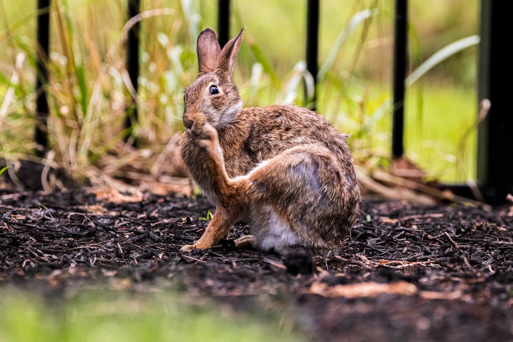 Yard rabbit by swchappell