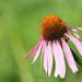 Purple Coneflower by lsquared