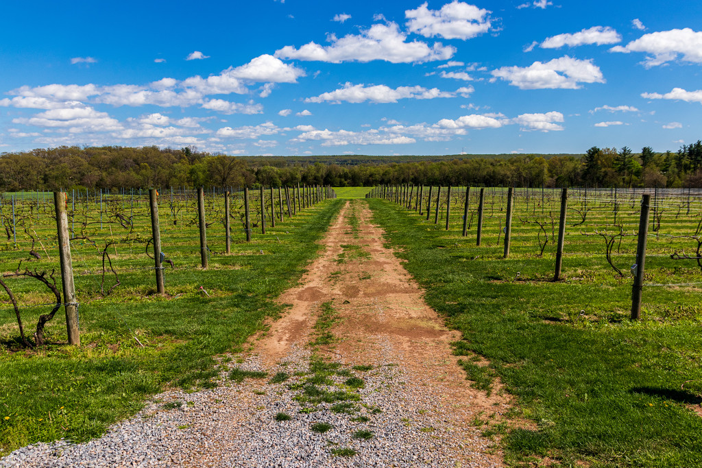 Into the Vineyard by swchappell