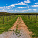 Into the Vineyard by swchappell