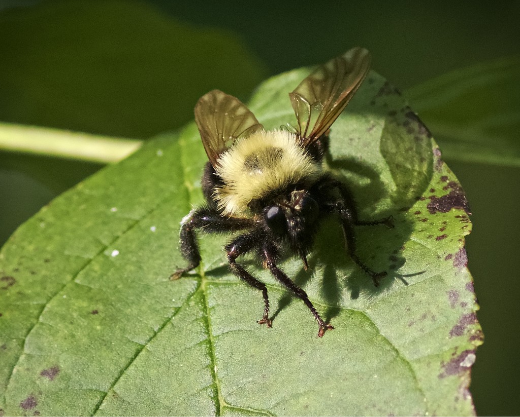 LHG_9183 Bee Polinators2 by rontu