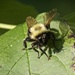 LHG_9183 Bee Polinators2 by rontu