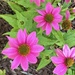 Spotted on walk by shutterbug49