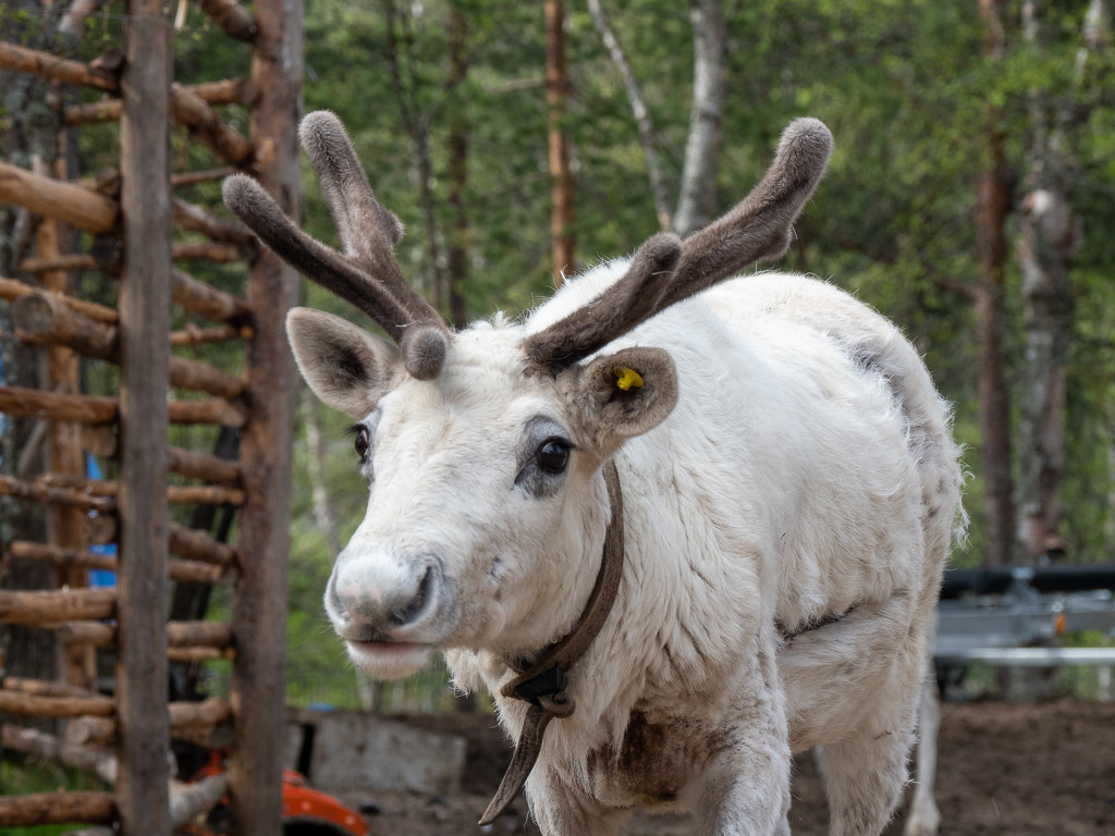 Gosha The Reindeer by phmlq