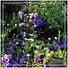 , A Pretty Patch Of Garden ~    by happysnaps