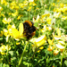 Bumblebee on common birdsfoot trefoil by shannejw