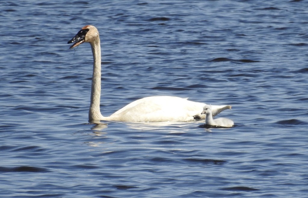 Trumpeter swan and little one by amyk