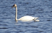 8th Jun 2019 - Trumpeter swan and little one