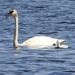 Trumpeter swan and little one by amyk