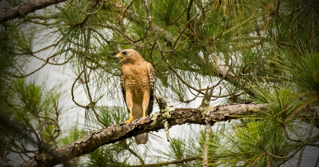 Red Shouldered Hawk on a Chase! by rickster549