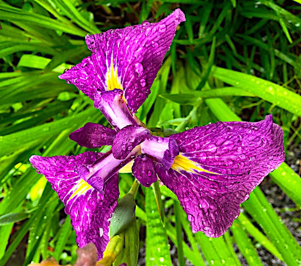 Iris after a much-needed rainfall here by congaree