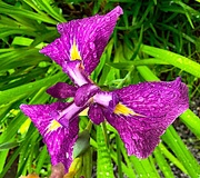 8th Jun 2019 - Iris after a much-needed rainfall here