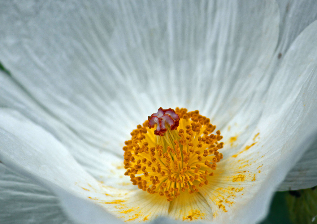 Prickly Poppy Pollen by grannysue