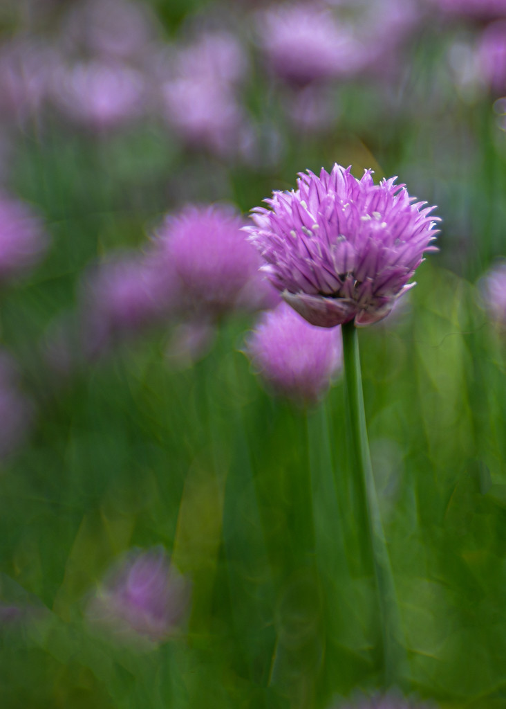 chives by shepherdmanswife