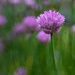 chives by shepherdmanswife