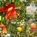 Pomegranates  by ludwigsdiana