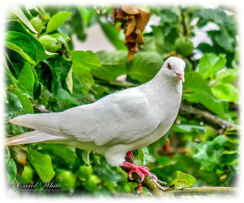 White Dove by carolmw