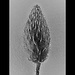 Poppy pod (before flowering) by etienne