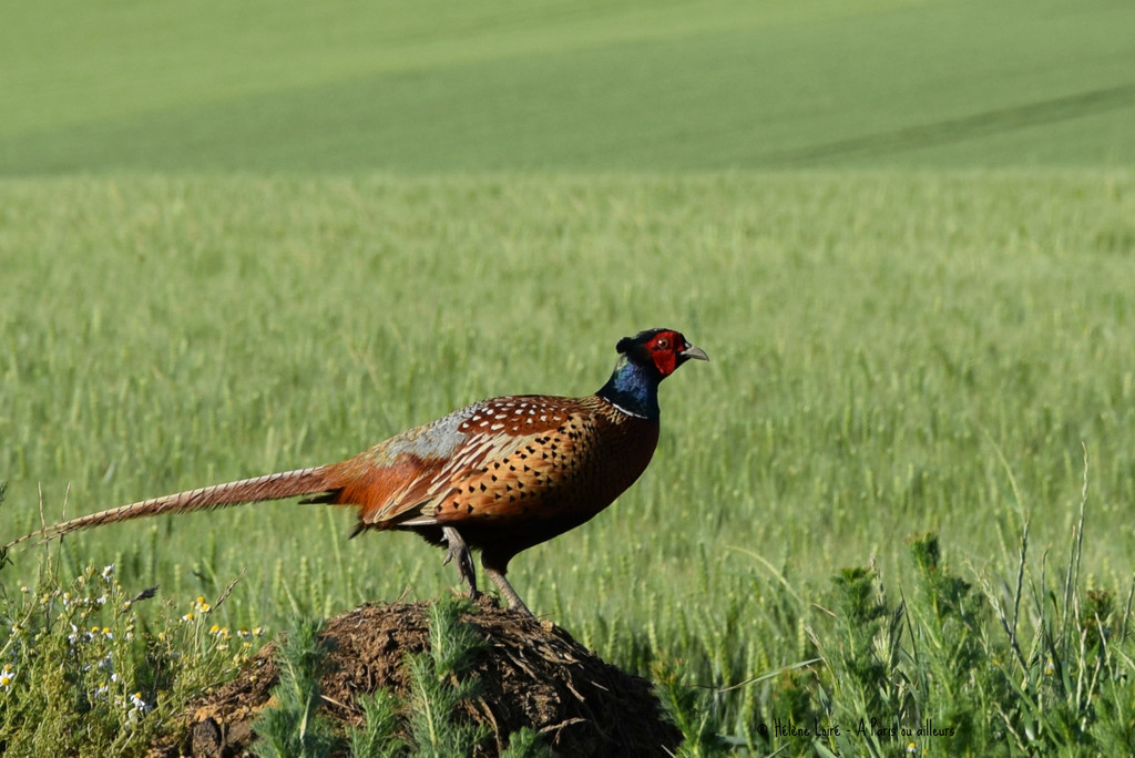 pheasant by parisouailleurs