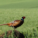 pheasant by parisouailleurs