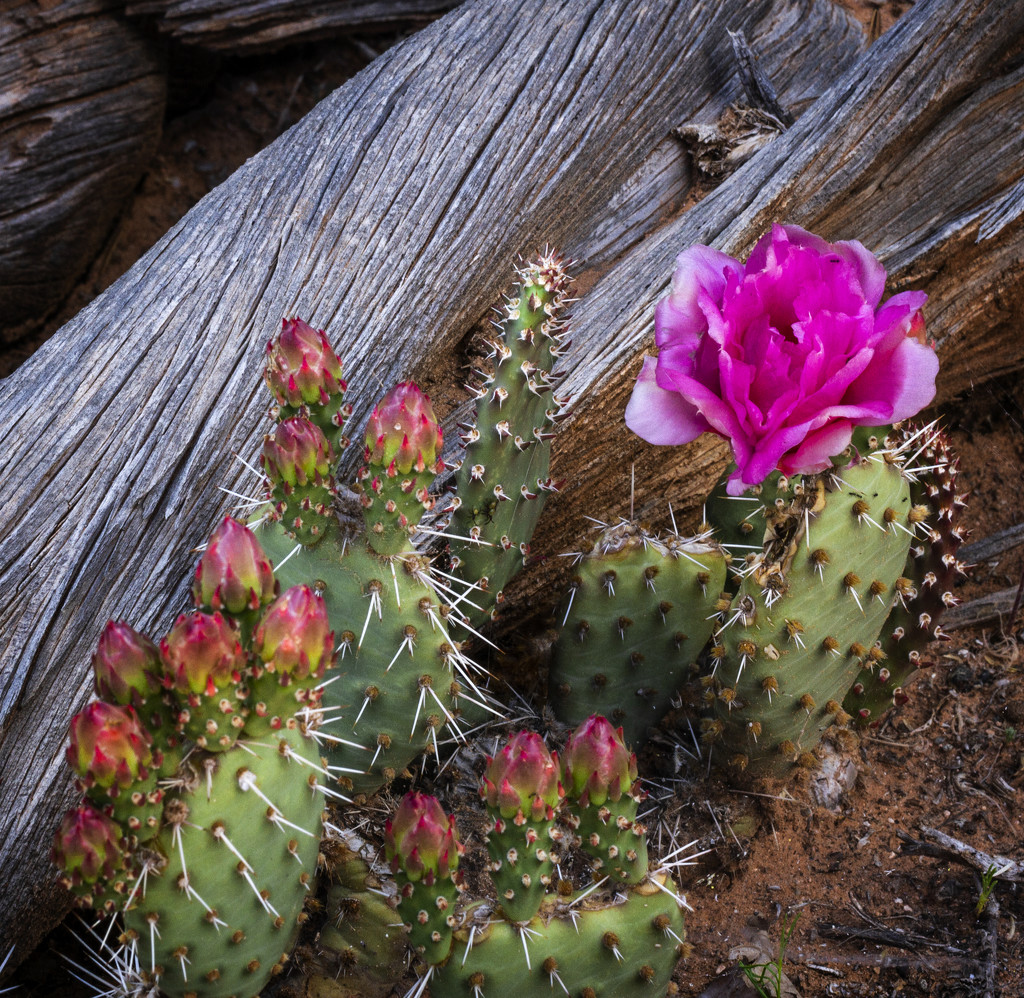 Prickly Pear by kvphoto