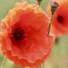Soft Red Poppy by carole_sandford